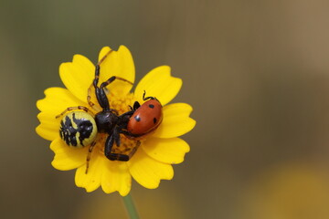 Naklejka premium ladybird