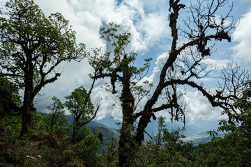 Fototapeta na wymiar Trees on the Machapuchare trekking route in Nepal