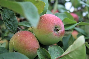 apples on tree