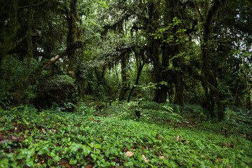 Vegetation along the hiking trail on the way to Machapuchare, Nepal
