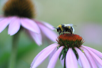 a bumblebee on an echinocea with protruding antennae collects pollen