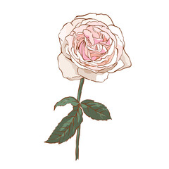 isolated of pink rose on white background, single botanical vector illustration - 459676627