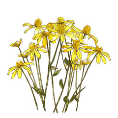yellow false sunflower bush on white background, garden botanical vector illustration, tiny flowers scattered - 459676682