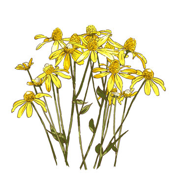 yellow false sunflower bush on white background, garden botanical vector illustration, tiny flowers scattered