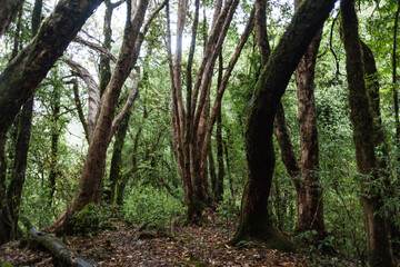 Fototapeta na wymiar Mighty big trunks of old trees. Trek to Machapuchare, Nepal