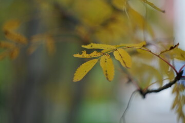 yellow leaves on a branch
