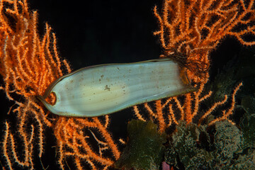 Shark egg case.  Cat shark egg case. Canakkale, Turkey.