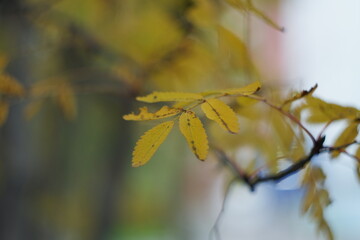 yellow leaves on a branch