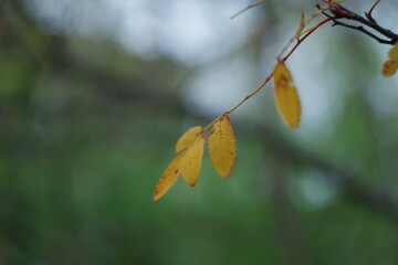 yellow leaves on a branch