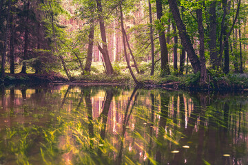 forest in the evening sun seen from a river