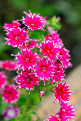 Phlox drummondii (annual phlox or Drummond's phlox)  in the summer garden. White pink flowers.