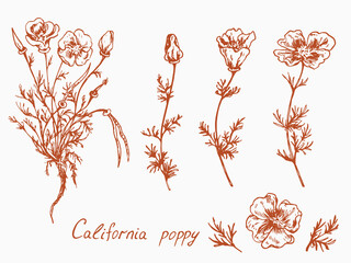California poppy flower collection. plant stem with leaves flovers, buds and seeds, long root, doodledrawing with inscription, vintage style