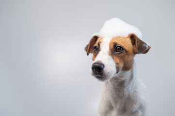 Funny dog jack russell terrier with foam on his head on a white background. Copy space.