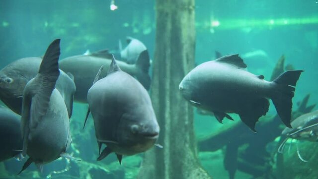 Big pacu fish swimming around a flooded forest in the amazon river. Flooded jungle fauna.