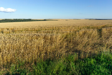 A yellow field with ripe ears of wheat stretches to the horizon.