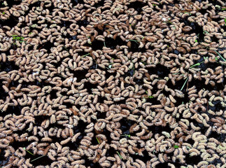 Fluffy tree seeds lie on the surface of the water