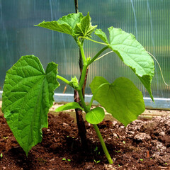 A young cucumber plant grows in a greenhouse