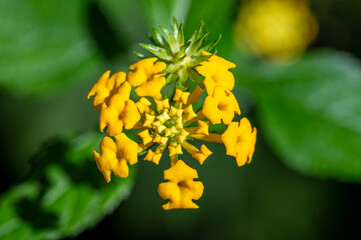 Blüte einer Texas Lantana (westindische Shrubverbena, Calico Bush)
