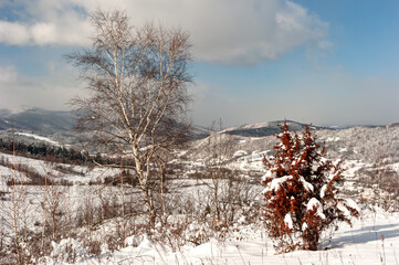 Snow-capped mountains of the Carpathians. Snow-covered red bush and white birch on a background of cold turquoise sky with white-gray clouds.