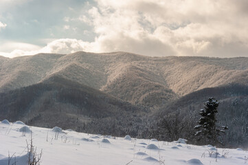 Winter mountain landscape of spruce forest. Against the background of the sky with white clouds.