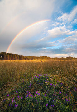 rainbow in the field after the rain