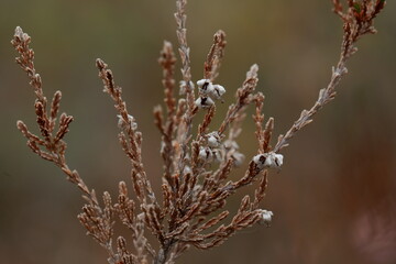 heather plant
