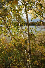 Birch trees with golden leaves at Blaue Adria recreational area and natural habitat on an autumn day, Altrip Germany
