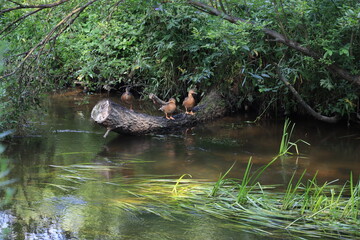 ducks in a flowing river overgrown with green grass in the Yauza River in Moscow