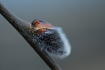 water drops on new leafs and branch