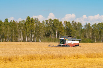 The red and white harvester is harvesting yellow wheat.