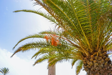 Canary palm, green-crowned top, lighthouse in the background