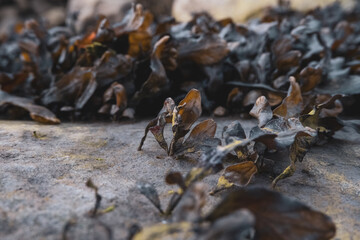 algae, seaweed on rocks