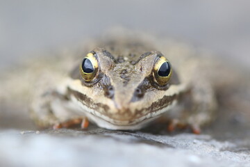 Taurus frog