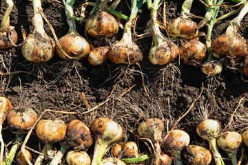 Eco onion harvest in kitchen garden, onion banner