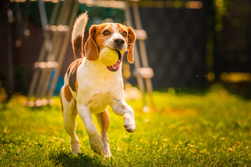 Beagle dog outside fetching a ball. Agile dog training