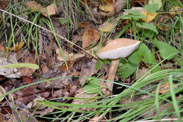 Leccinum. Collecting birch bushes in the forest area hidden among the fallen autumn leaves.