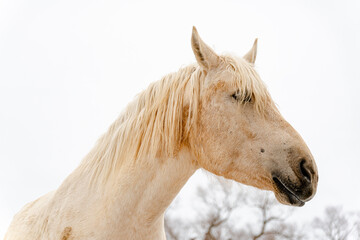 Obraz na płótnie Canvas Portrait of a white beautiful horse in winter. Snowy