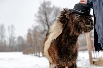 Hand puts a hat on a beautiful pony horse. In winter