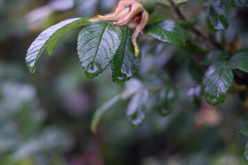 water drops on a leaf
