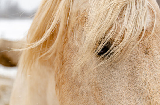 Portrait of a white beautiful horse in winter close-up.