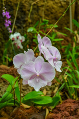 The Orchidaceae are a diverse and widespread family of flowering plants, with blooms that are often colourful and fragrant, commonly known as the orchid family.