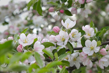Blooming apple tree.