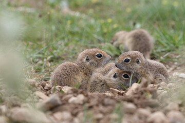Taurus ground squirrel