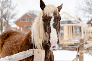 Portrait of a beautiful brown horse in winter. Snowy