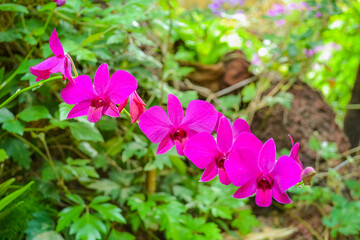 The Orchidaceae are a diverse and widespread family of flowering plants, with blooms that are often colourful and fragrant, commonly known as the orchid family.
