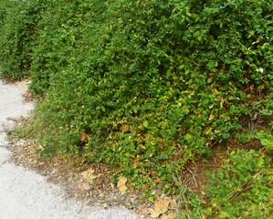 green moss on a wall