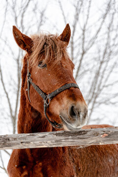 Portrait of a beautiful brown horse in winter. Snowy