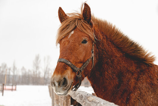 Portrait of a beautiful brown horse in winter. Snowy