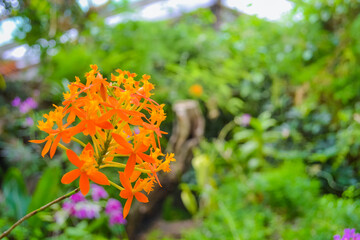 The Orchidaceae are a diverse and widespread family of flowering plants, with blooms that are often colourful and fragrant, commonly known as the orchid family.