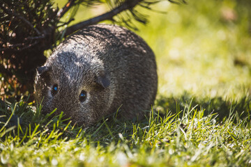 Meerschweinchen (draußen)